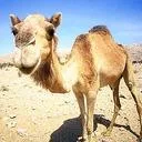 camelcaseorgtfo