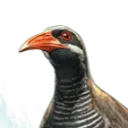 .danu