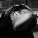 ladycorvus