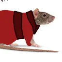 acid_rat