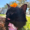 dollydeathany