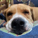 avatar Crocodile Crunch