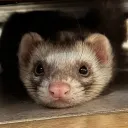 ferretpapa
