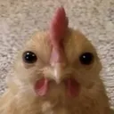 bibiahn