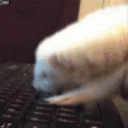 megaweasel