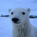 jvstinq