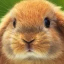 bunny3499
