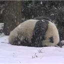 queenpanda9570