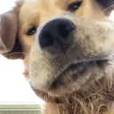 srslysirius