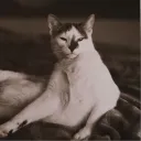 max_q