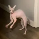 foldedirl