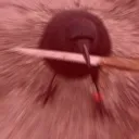 attackcrow