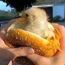gravysamich