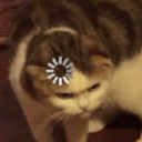 amyannihilation