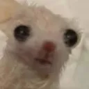 topiospizza