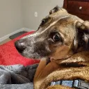 nesico