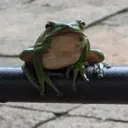 jauve