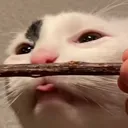 jordsthefish