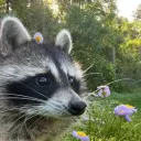 chrumka_klybka