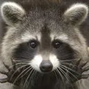 terrytrashpanda