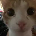 pippylvr