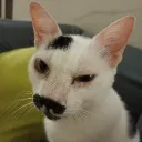 krissmnasi