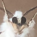 avatar Moth