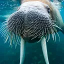 sesiwalrus