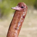 _popp