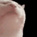 captain__bingus