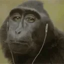 trapmonkey
