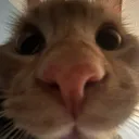 thatlazycat