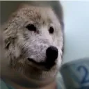 lobinhopeludo