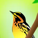 sunbirb