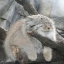 frosticuss