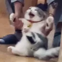 rikabunnie