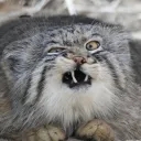 chachiihaitsyew