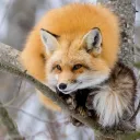 spaceagefox