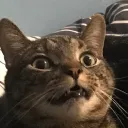 crazyhtheenigma