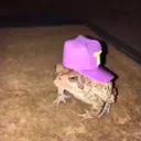 marcsgay