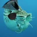 docglasgow