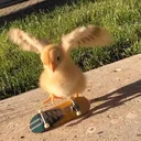 talliebird