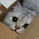 manorcodor