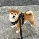 venakita