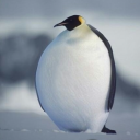 avatar 企鵝裝火箭