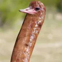 b_rn