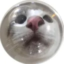rat_mousee