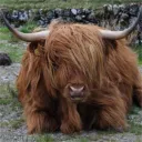 rakleader