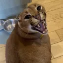 bowbbaget