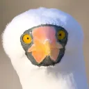 recrof